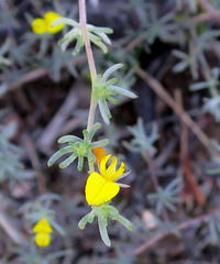 Aspalathus digitifolia