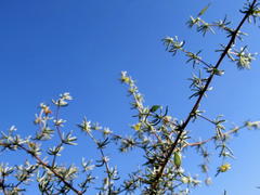 Aspalathus digitifolia