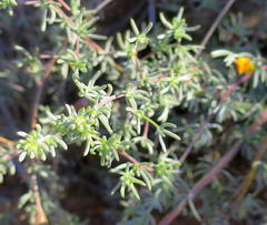 Aspalathus digitifolia