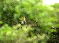 Trichonephila inaurata madagascariensis