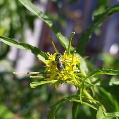 Callistochlora chloris