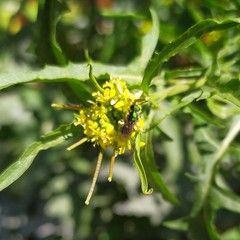Callistochlora chloris