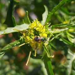 Callistochlora chloris