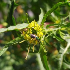 Callistochlora chloris