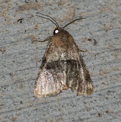 Properigea continens