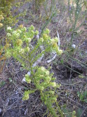 Thesium scabrum
