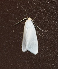 Pygarctia flavidorsalis