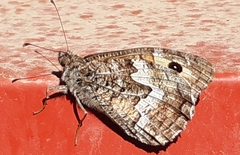 Hipparchia cretica
