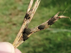 Epicoccum andropogonis