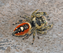 Phidippus workmani