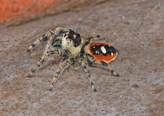 Phidippus workmani