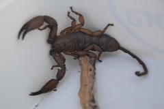 Hadogenes troglodytes