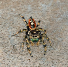 Phidippus workmani