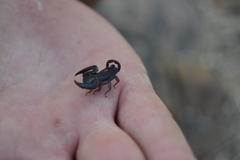 Hadogenes troglodytes