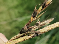 Epicoccum andropogonis