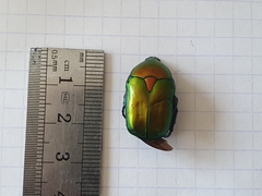 Protaetia cuprea ignicollis