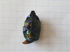 Protaetia cuprea ignicollis