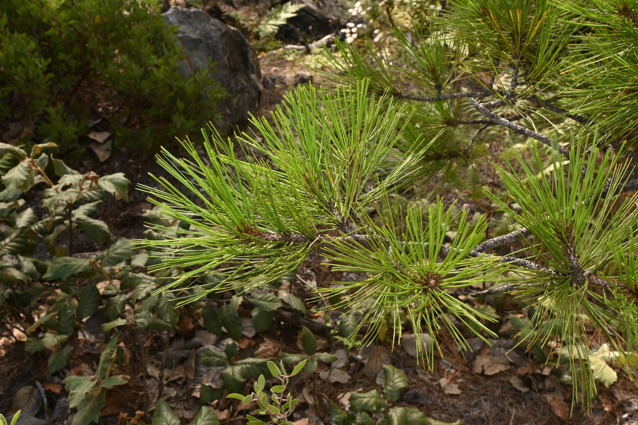 Pinus arizonica var. arizonica