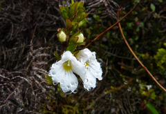 Euphrasia cuneata