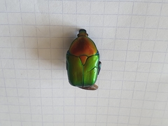 Protaetia cuprea ignicollis