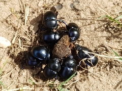 Trypocopris vernalis