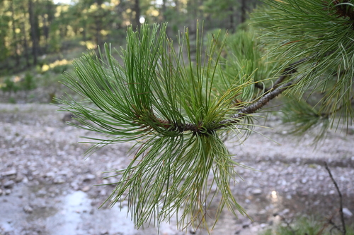 Arizona pine