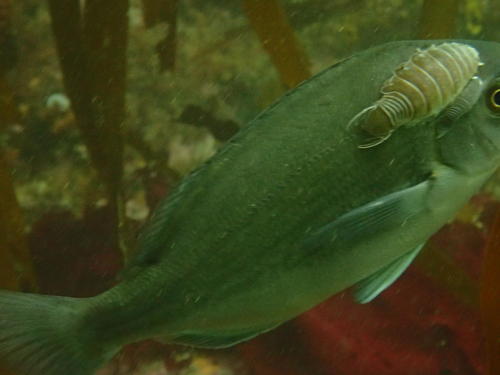 Anilocra ianhudsoni