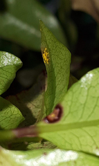 Austropuccinia psidii image