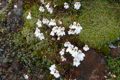 Euphrasia cuneata