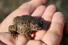 Vandijkophrynus angusticeps