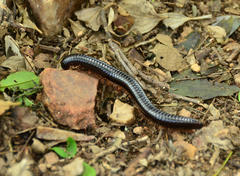 Orthoporoides