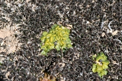 Anacampseros comptonii