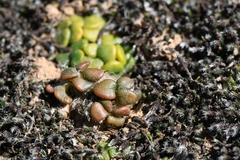 Anacampseros comptonii