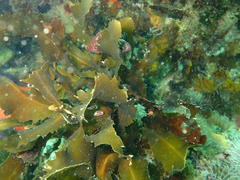 Anthophycus longifolius