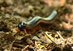 Orthoporoides
