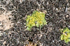 Anacampseros comptonii