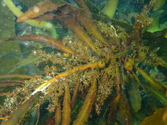 Anthophycus longifolius