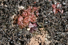 Anacampseros comptonii