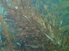 Anthophycus longifolius