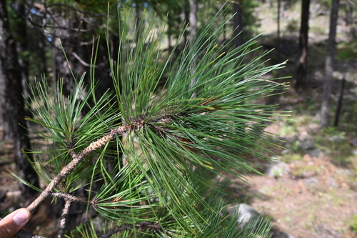 Southwestern Ponderosa Pine