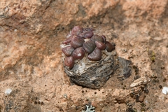 Anacampseros comptonii