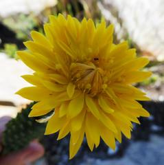 Lachnaea aurea