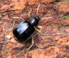 Dichtha cubica