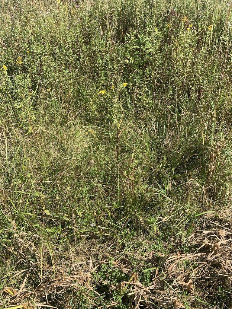 Canada Goldenrod From SUNY Morrisville Morrisville NY US On canada-goldenrod-from-suny-morrisville-morrisville-ny-us-on