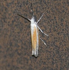 Ypsolopha gerdanella