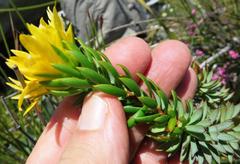 Lachnaea aurea