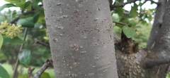 Pisonia aculeata