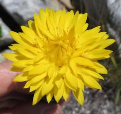 Lachnaea aurea