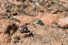 Anacampseros comptonii