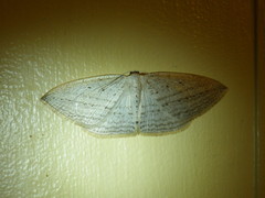 Orthoclydon praefectata